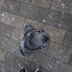 Hundeschule Vogt - Dobby