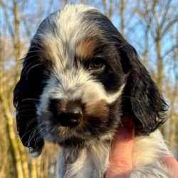 Hundeschule Vogt - Eevee