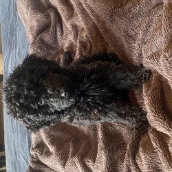 Hundeschule Vogt - Elliot