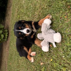 Hundeschule Vogt - Elly