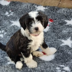 Hundeschule Vogt - Elsa
