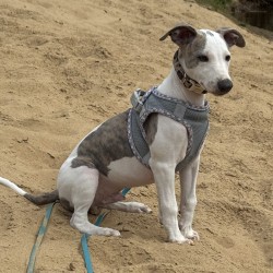 Hundeschule Vogt - Emil
