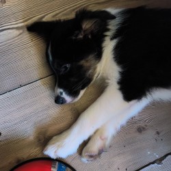 Hundeschule Vogt - Emma