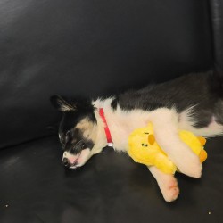 Hundeschule Vogt - Emma