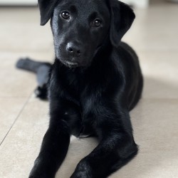 Hundeschule Vogt - Emma