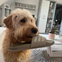 Hundeschule Vogt - Emmi