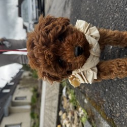 Hundeschule Vogt - Emmi