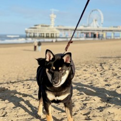 Hundeschule Vogt - Fantum