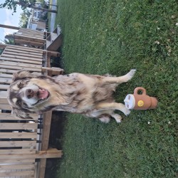 Hundeschule Vogt - Filou
