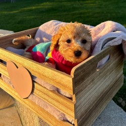 Hundeschule Vogt - Fina