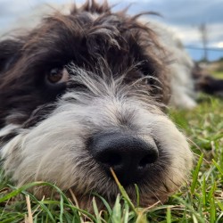 Hundeschule Vogt - Fine