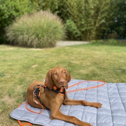 Hundeschule Vogt - Fine