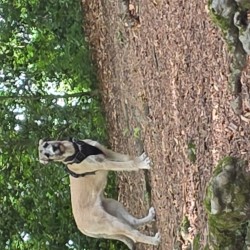 Hundeschule Vogt - Finja