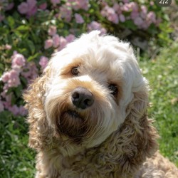 Hundeschule Vogt - Finn
