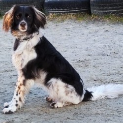 Hundeschule Vogt - Fips