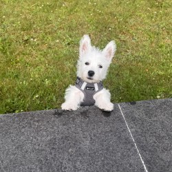 Hundeschule Vogt - Flocky