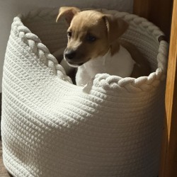 Hundeschule Vogt - Flora