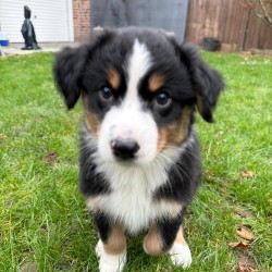 Hundeschule Vogt - Frieda