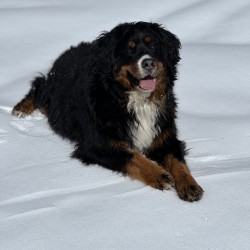 Hundeschule Vogt - Frieda