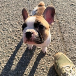 Hundeschule Vogt - Frieda