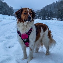Hundeschule Vogt - Frieda