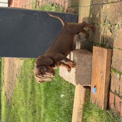 Hundeschule Vogt - Frieda