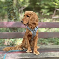 Hundeschule Vogt - Fritte