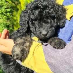 Hundeschule Vogt - Fritzi