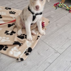 Hundeschule Vogt - Gin