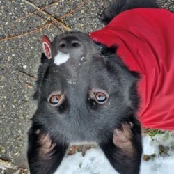 Hundeschule Vogt - Gitti