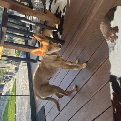 Hundeschule Vogt - Grace