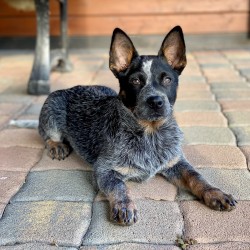 Hundeschule Vogt - Günter