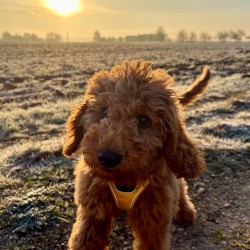 Hundeschule Vogt - Hanni