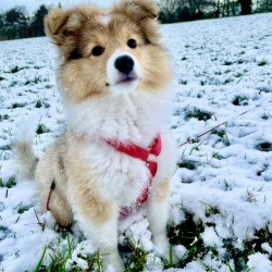 Hundeschule Vogt - Hazel