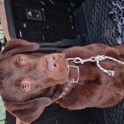 Hundeschule Vogt - Heimdall