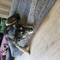 Hundeschule Vogt - Hexe