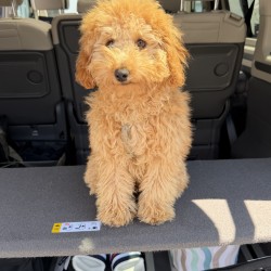 Hundeschule Vogt - Holly