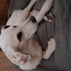 Hundeschule Vogt - Honey