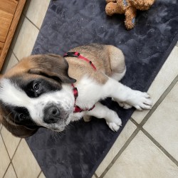 Hundeschule Vogt - Hope