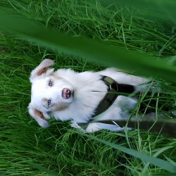Hundeschule Vogt - Ice