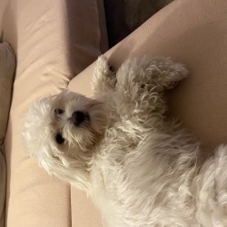 Hundeschule Vogt - Idefix