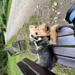 Hundeschule Vogt - Jerry