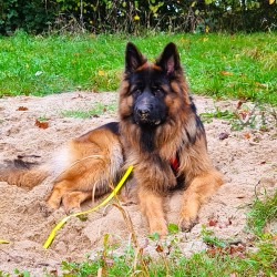 Hundeschule Vogt - Jerry