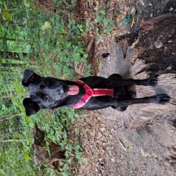 Hundeschule Vogt - Jessie