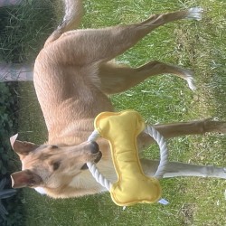 Hundeschule Vogt - Jimmy