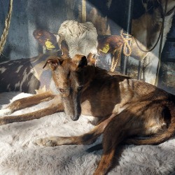Hundeschule Vogt - Johnny
