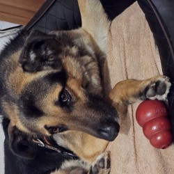 Hundeschule Vogt - Johnny