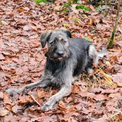 Hundeschule Vogt - Jona