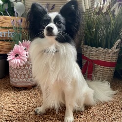 Hundeschule Vogt - Joschi