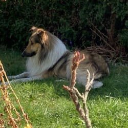 Hundeschule Vogt - Joshi